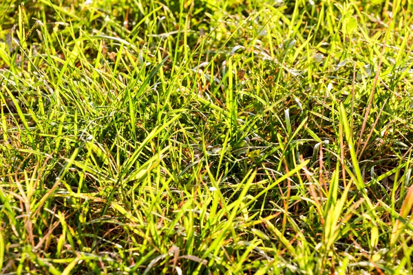 Green Grass Pattern Texture — Stock Photo, Image