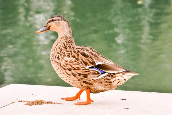 Pato de pássaro de água — Fotografia de Stock