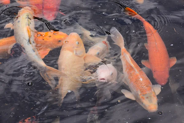 Karpfen Fisch Textur Hintergrundmuster — Stockfoto