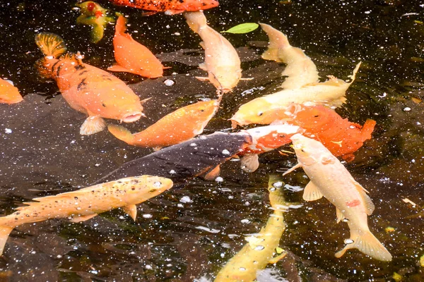 Karpfen Fisch Textur Hintergrundmuster — Stockfoto