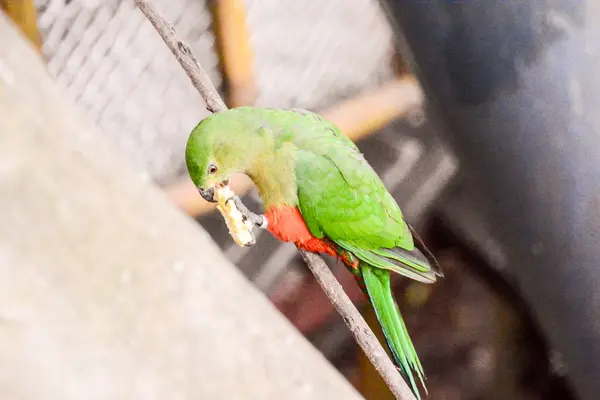 Farbiger tropischer Papagei — Stockfoto