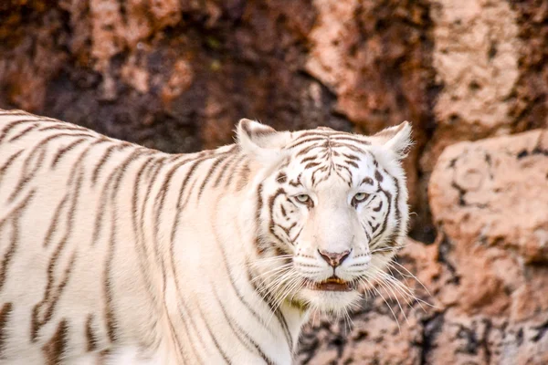 Tigre salvaje de rayas blancas raras —  Fotos de Stock