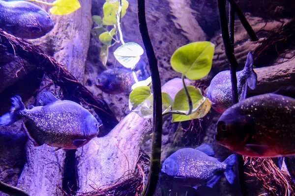 Acquarium lleno de hermosos peces tropicales —  Fotos de Stock
