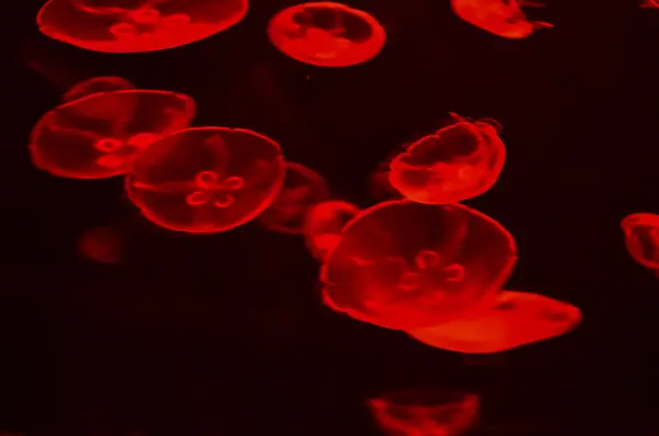 Small Jelly Fish — Stock Photo, Image