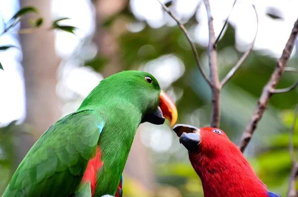 Papagei tropischer Vogel — Stockfoto