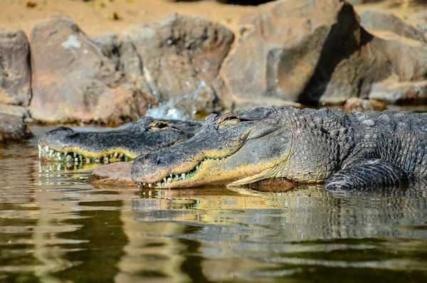 Crocodil preistoric amfibian — Fotografie, imagine de stoc