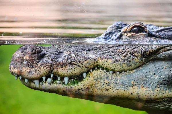 Amphibian Prehistoric Crocodile — Stock Photo, Image