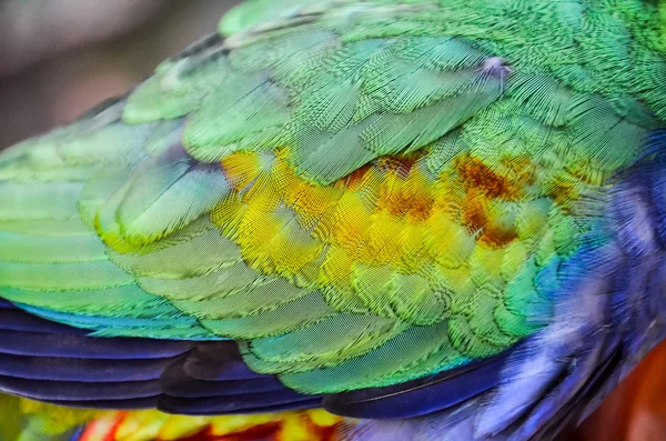 Tropikalna papuga ptak — Zdjęcie stockowe