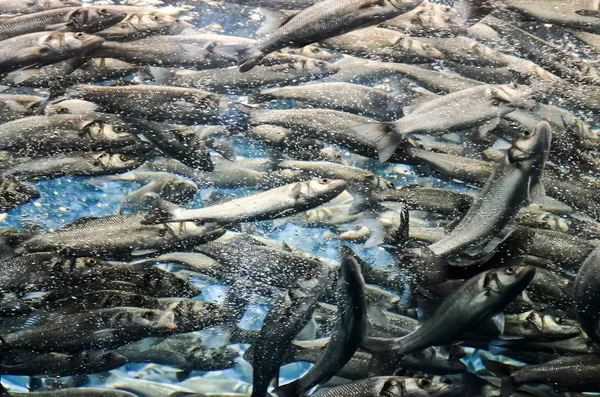 Silver grå fiskstim — Stockfoto