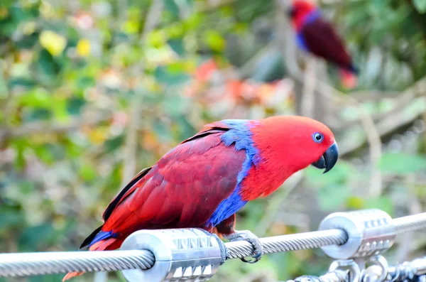 Parrot Tropical Bird — Stock Photo, Image