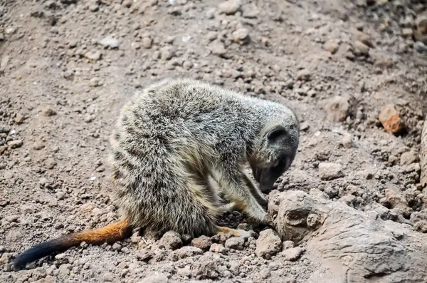 Carnivore mały ssak zwierzę Suricata — Zdjęcie stockowe