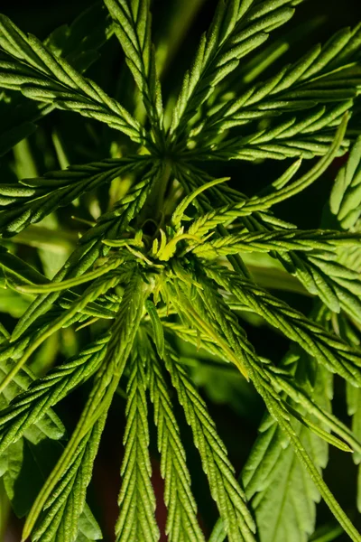 Cannabis marihuana blad Plant Detail — Stockfoto