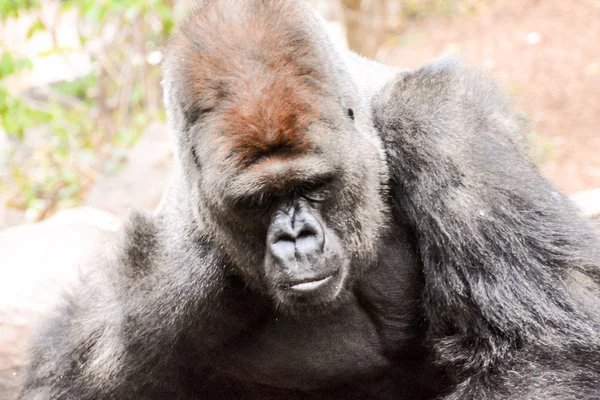 Grande mamífero gris adulto fuerte gorila — Foto de Stock