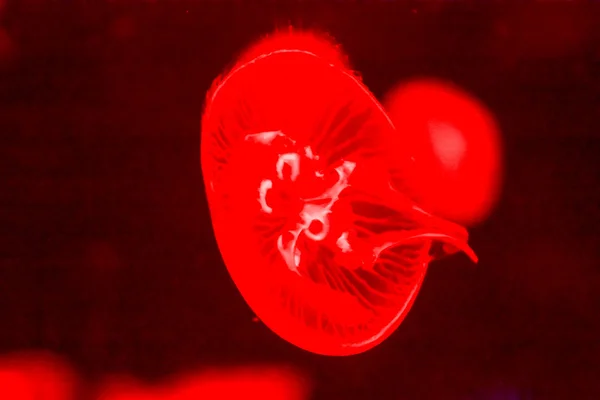 Jellyfish Dangerous Poisonous Medusa — Stock Photo, Image