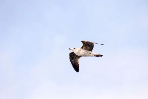 Seagull Water vogel dier — Stockfoto