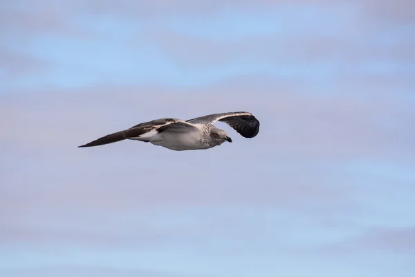 Seagull Water vogel dier — Stockfoto