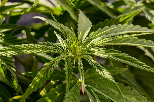 Detalle de planta de hoja de marihuana de cannabis — Foto de Stock