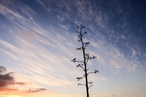 Clouds in the Sky — Stock Photo, Image