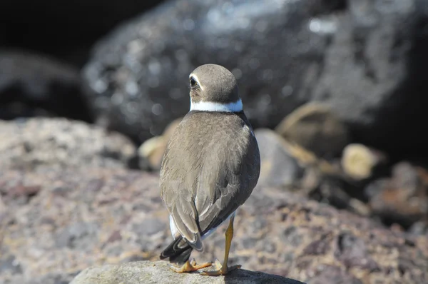 Flussregenpfeifer Wasservogel — Stockfoto