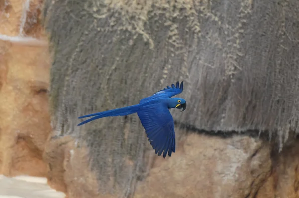 Papagaio tropical de cor azul — Fotografia de Stock