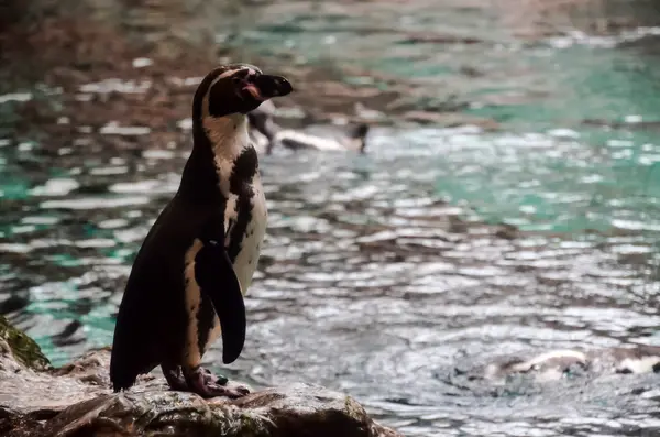 Zwart-wit pinguïn — Stockfoto