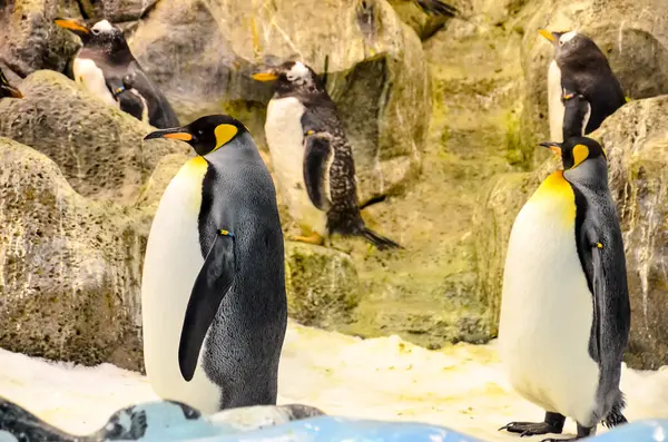 Pinguino bianco e nero — Foto Stock