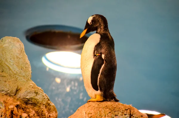 Pingüino blanco y negro — Foto de Stock