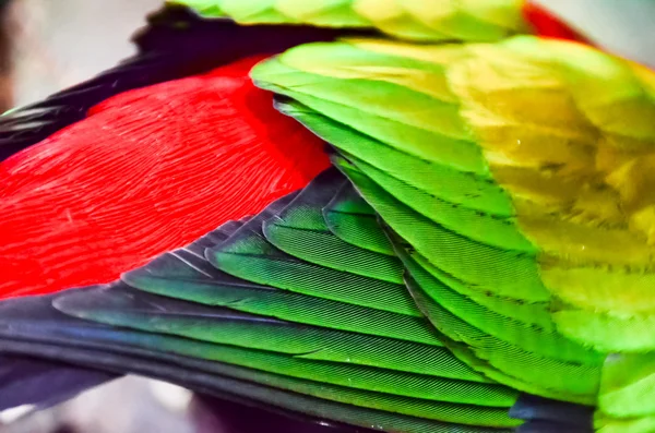 Loro pájaro tropical —  Fotos de Stock