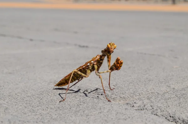 Böcek mantis bileğinde — Stok fotoğraf