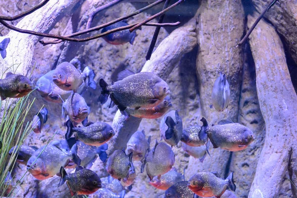 Рыба в аквариуме — стоковое фото
