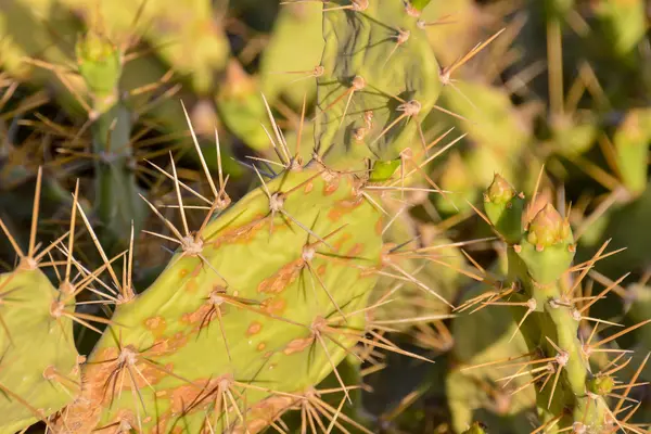 Foglia di cactus di fico d'India verde — Foto Stock