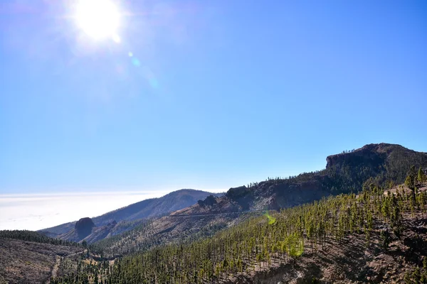 Wald im Teide Nationalpark auf Teneriffa — Stockfoto