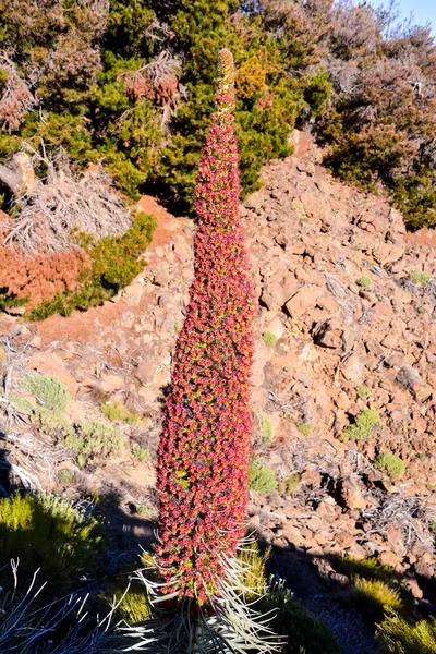 Tajinaste Blume der Insel Teneriffa — Stockfoto