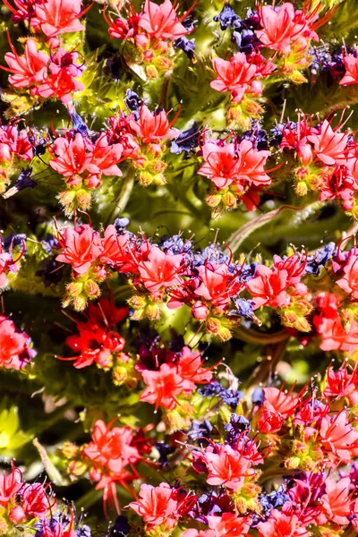 Tajinaste Fiore dell'isola di Tenerife — Foto Stock