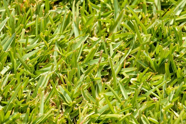 Green Grass Pattern Texture — Stock Photo, Image
