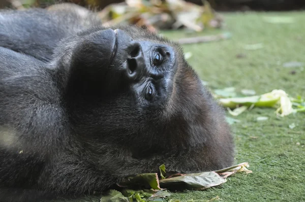 Sterke volwassen zwarte gorilla — Stockfoto