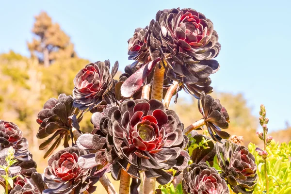 盛开的花背景 — 图库照片