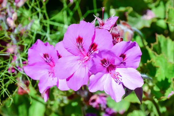 Bloeiende bloem achtergrond — Stockfoto