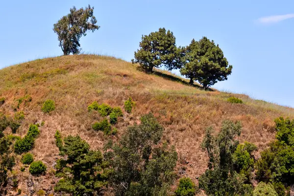 Dağın tepesinde ağaçta — Stok fotoğraf