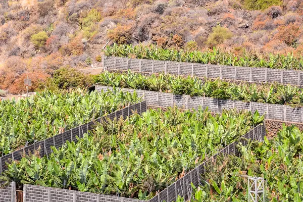 Campo de plantação de banana — Fotografia de Stock