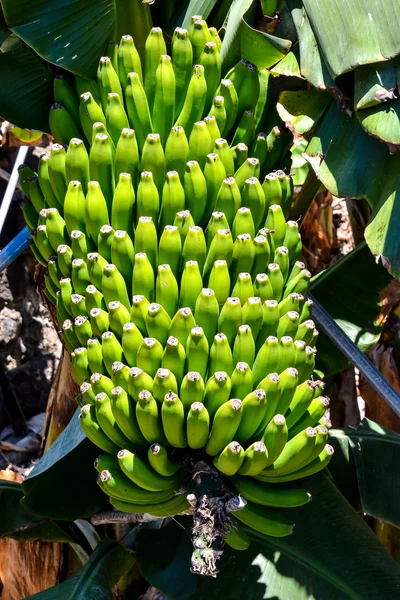 香蕉种植地 — 图库照片