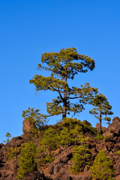 Vista del árbol de pino —  Fotos de Stock