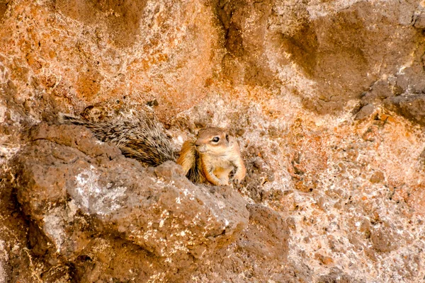 Ground Squirrel Fabtoxerus Getulus — стоковое фото