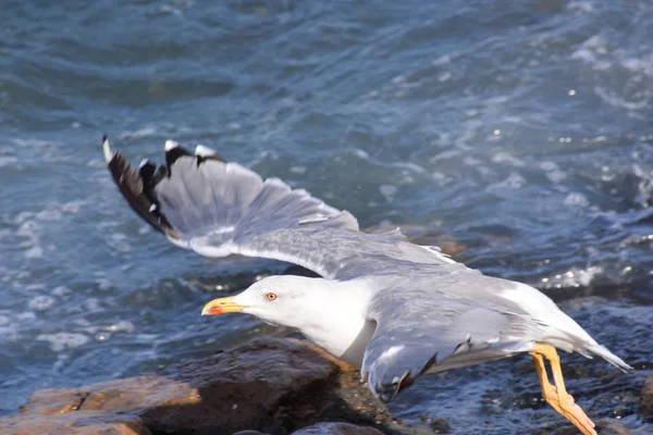 Widok wybrzeża Oceanu — Zdjęcie stockowe