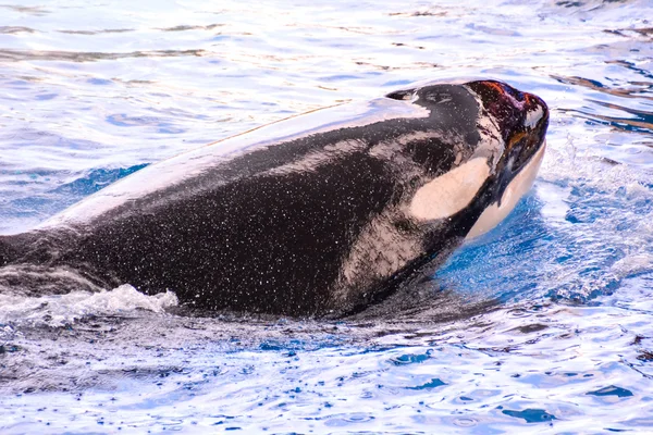 Mamífero Orca assassino baleia peixe — Fotografia de Stock