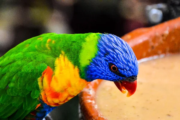 Burung beo tropis berwarna — Stok Foto