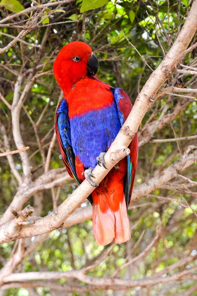 Colored Tropical Parrot — Stock Photo, Image