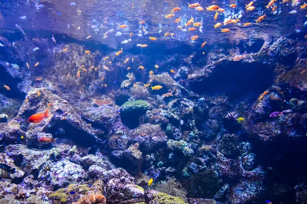 Aquarium vol met mooie tropische vissen — Stockfoto