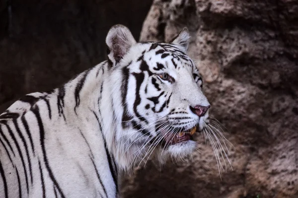 Tigre sauvage rayé blanc rare — Photo
