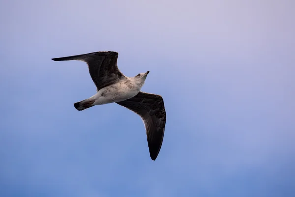 Seagull Water vogel dier — Stockfoto